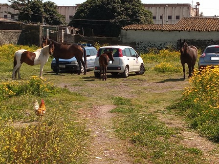 catania denunciato stalla cavalli dalla volanti proprietario scappano scappati condizioni controlli pessime